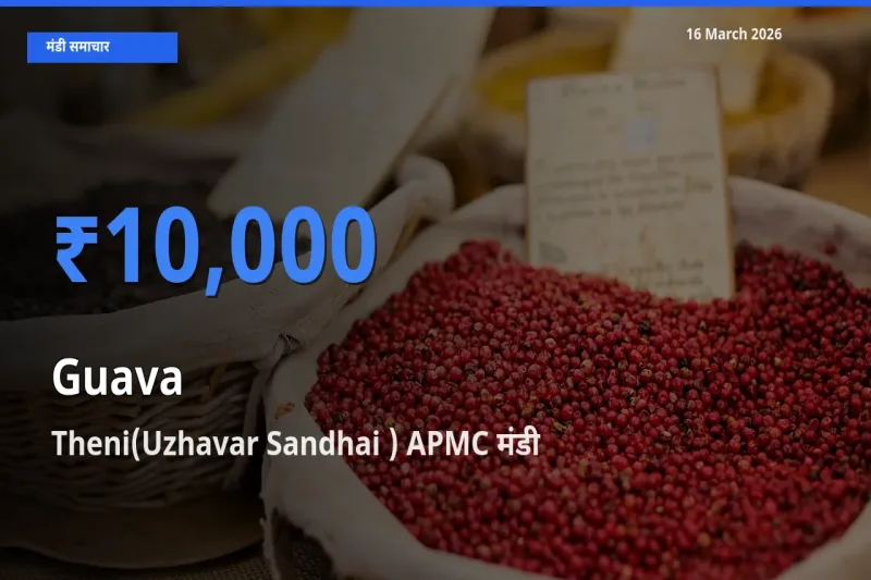 आज का मंडी भाव: अमरूद के सबसे ज़्यादा दाम Theni(Uzhavar Sandhai ) APMC में