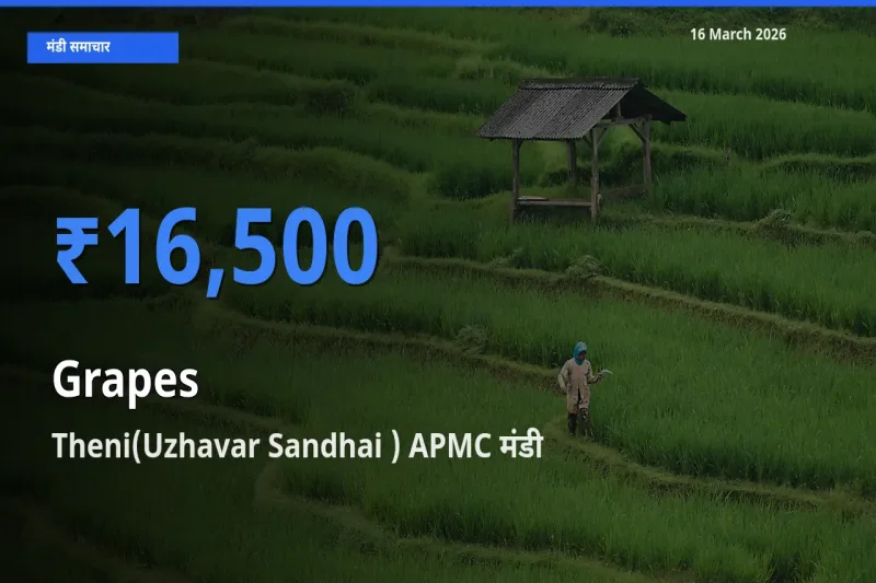 Theni(Uzhavar Sandhai ) APMC में अंगूर का आज सबसे ऊँचा भाव