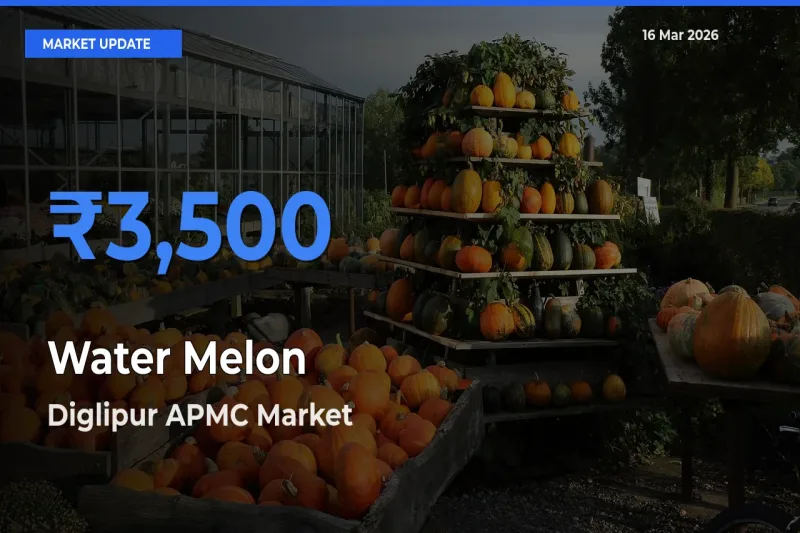 Diglipur APMC Emerges as Top Mandi for Water Melon Prices Today