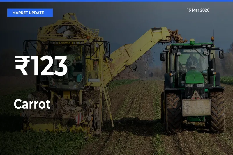Carrot Prices Gain Momentum Across 123+ Mandis – Market Trend Strengthens