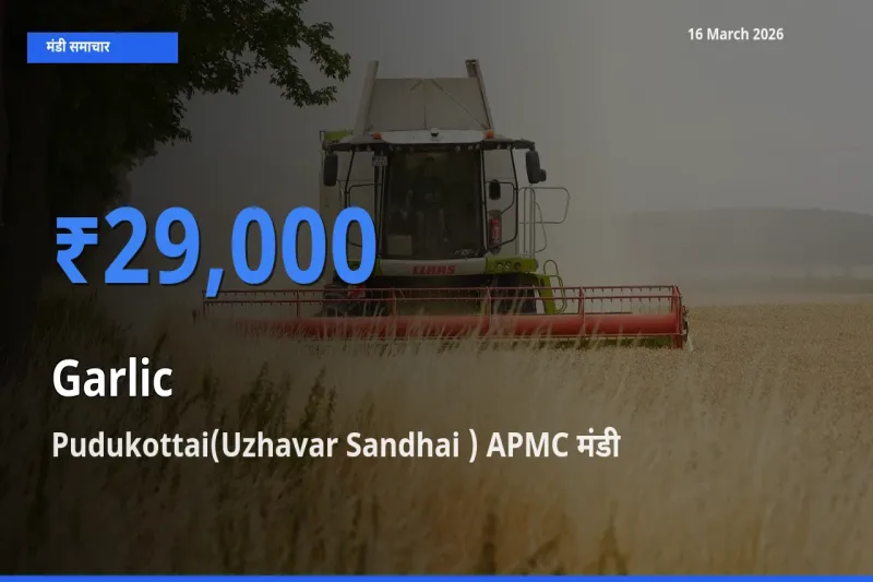 किसानों की पसंद बना Pudukottai(Uzhavar Sandhai ) APMC, लहसुन के सबसे अच्छे दाम