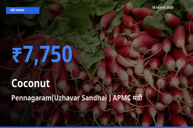 आज नारियल के सबसे ऊँचे दाम ₹7,750 Pennagaram(Uzhavar Sandhai ) APMC मंडी में