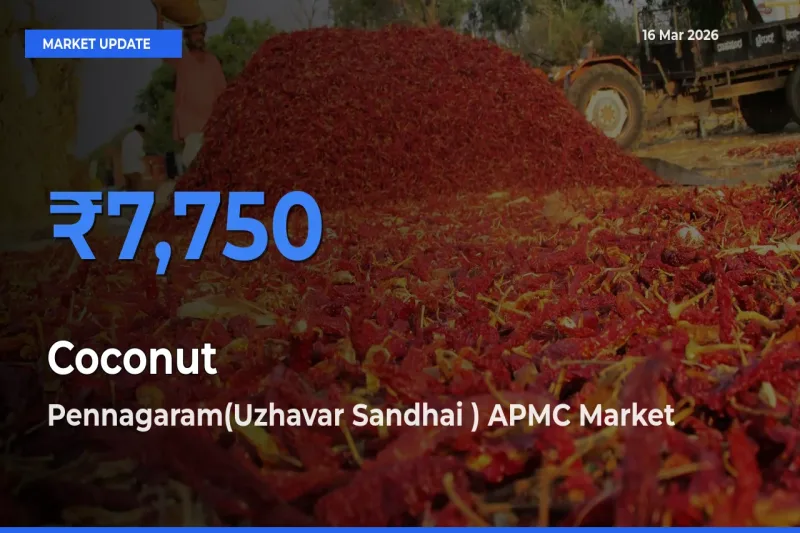 Pennagaram(Uzhavar Sandhai ) APMC Tops Coconut Mandi Rates Today