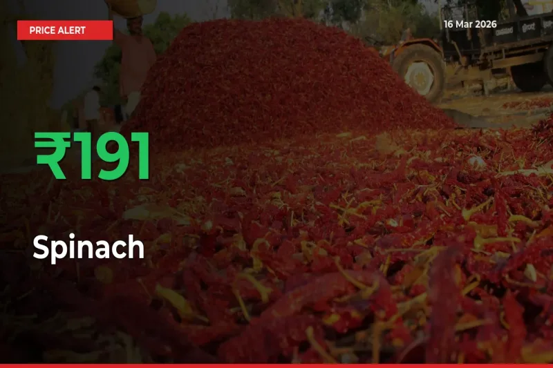 Sudden 191.18% Rally in Spinach Prices Across Mandis
