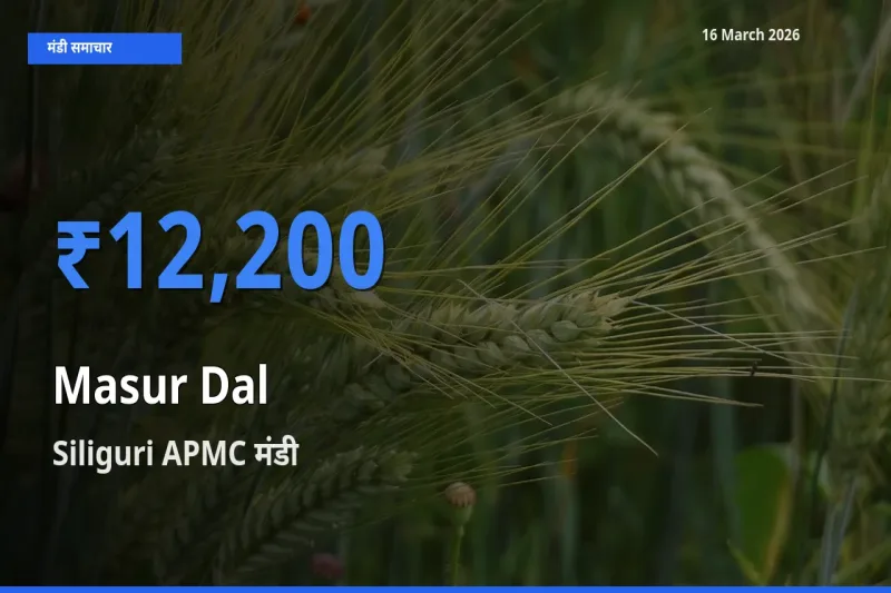 Siliguri APMC मंडी में मसूर दाल ₹12,200 पर पहुँचा – आज का सर्वोच्च भाव