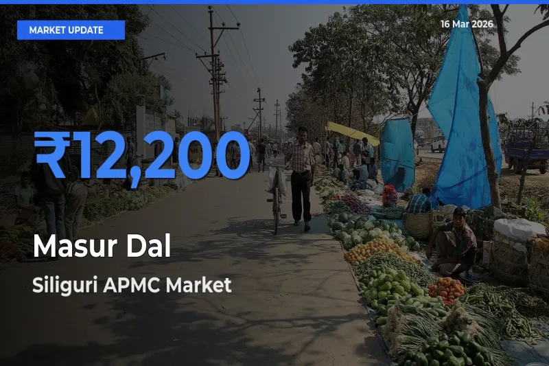 Market Watch: Siliguri APMC Becomes Top Mandi for Masur Dal
