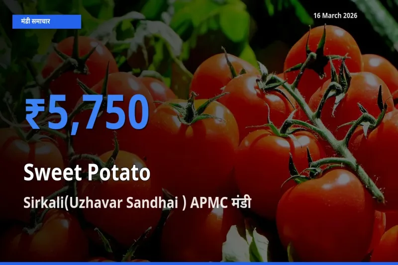 Sirkali(Uzhavar Sandhai ) APMC में शकरकंद का आज सबसे ऊँचा भाव