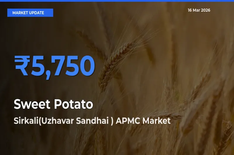 Sirkali(Uzhavar Sandhai ) APMC Records Highest ₹5,750 Rate for Sweet Potato