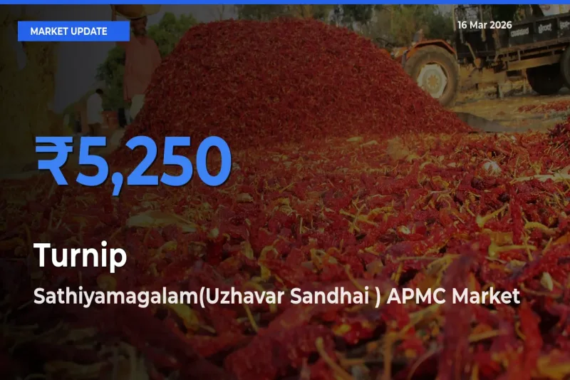 Turnip Mandi Rate Today: Sathiyamagalam(Uzhavar Sandhai ) APMC Tops the List