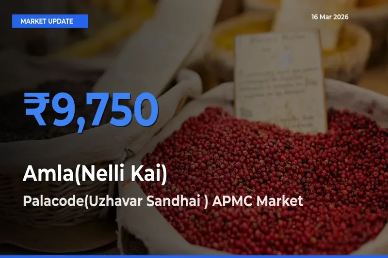 Palacode(Uzhavar Sandhai ) APMC Offers ₹9,750 – Highest Amla(Nelli Kai) Rate Today