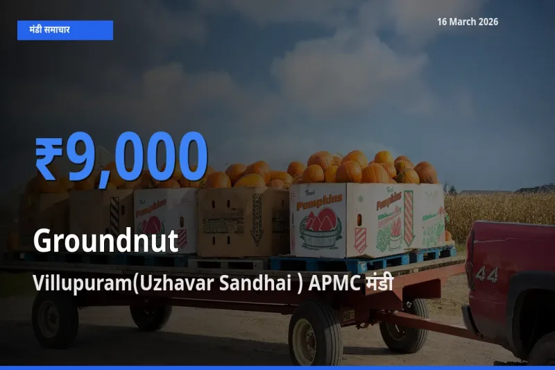 बाज़ार संकेत: Villupuram(Uzhavar Sandhai ) APMC बना मूंगफली के लिए आज की टॉप मंडी