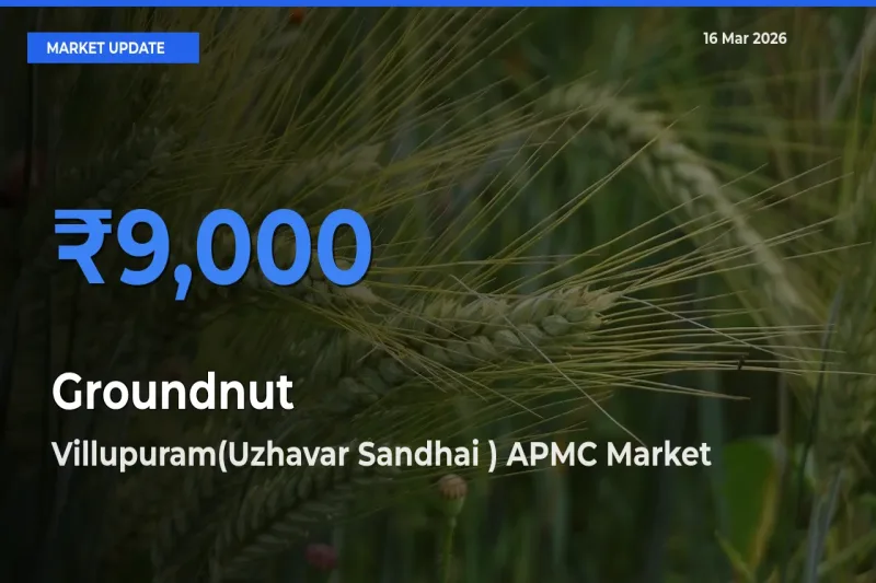 Villupuram(Uzhavar Sandhai ) APMC Tops Groundnut Rates – March 16 Market Update