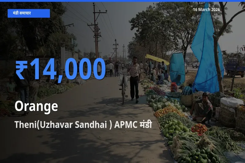 किसानों की पसंद बना Theni(Uzhavar Sandhai ) APMC, संतरा के सबसे अच्छे दाम