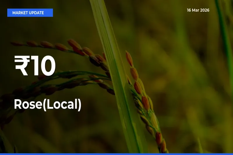 Rose(Local) Prices Trend Across 10+ Mandis – Market Direction Turns Clear