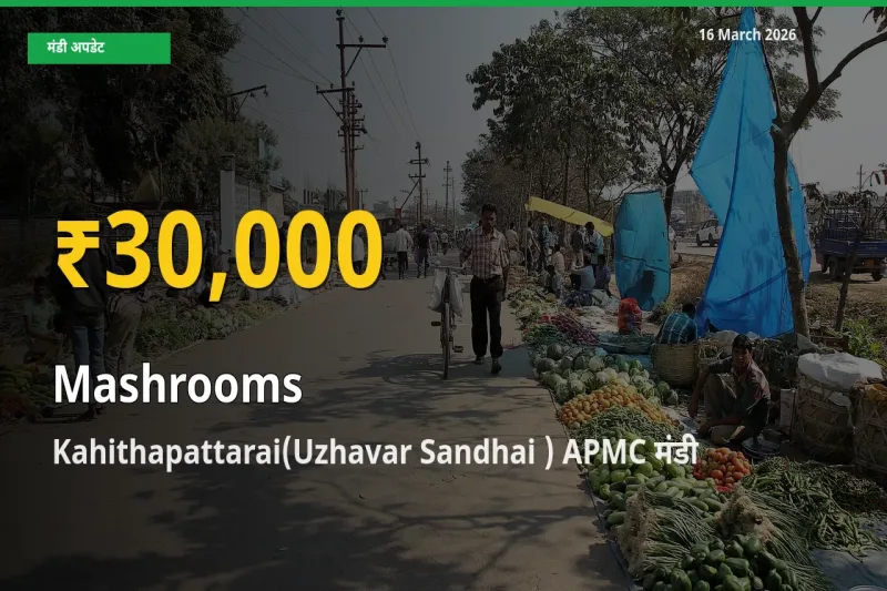 आज Kahithapattarai(Uzhavar Sandhai ) APMC में मशरूम के दाम रिकॉर्ड स्तर पर, ताज़ा मंडी भाव जानें
