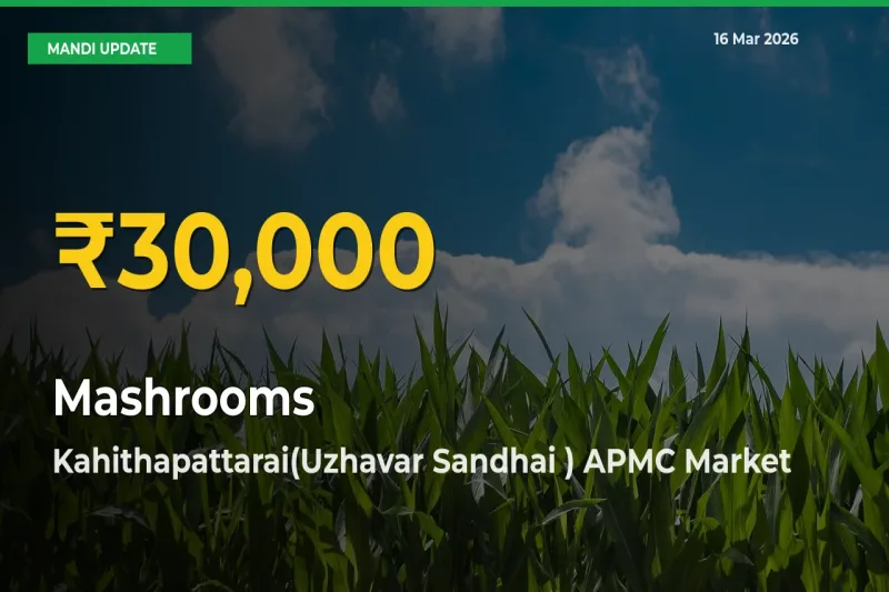 Mashrooms Prices Soar to Record High in Kahithapattarai(Uzhavar Sandhai ) APMC – Farmers Alert Today