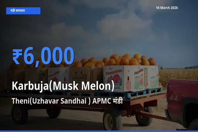 टॉप मंडी बना Theni(Uzhavar Sandhai ) APMC! खरबूजा के सबसे ऊँचे दाम यहीं दर्ज