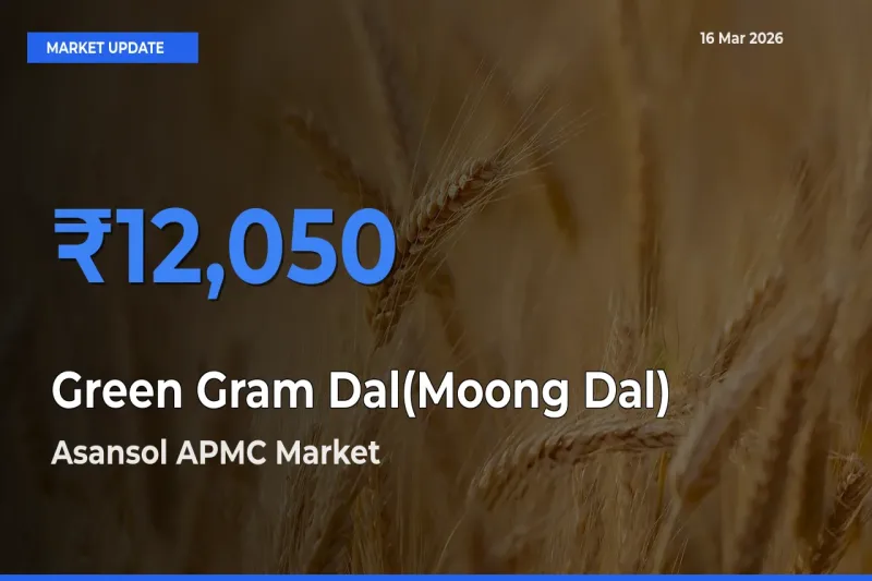 Farmers Prefer Asansol APMC as Green Gram Dal(Moong Dal) Hits Highest Rate