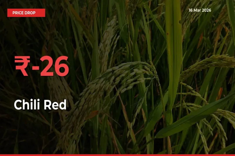 Chili Red Prices Drop 26.32% – March 16 Market Update from Mandis