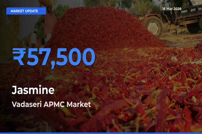 Vadaseri APMC Leads as Top Mandi for Jasmine Prices