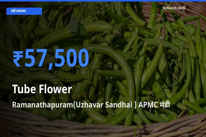 किसानों की पसंद बना Ramanathapuram(Uzhavar Sandhai ) APMC, रजनीगंधा के सबसे अच्छे दाम