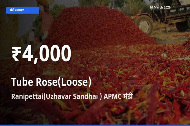 Ranipettai(Uzhavar Sandhai ) APMC में रजनीगंधा (ढीला) ₹4,000 पर गिरा – 30 दिन का न्यूनतम भाव