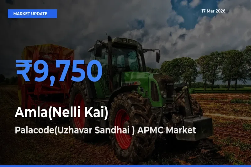 Amla(Nelli Kai) Mandi Rate Today: Palacode(Uzhavar Sandhai ) APMC Tops the List