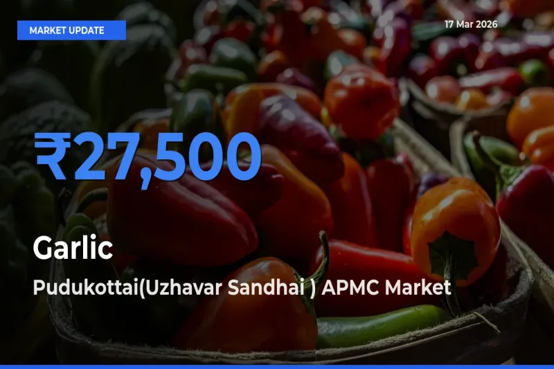 Pudukottai(Uzhavar Sandhai ) APMC Emerges as Top Mandi for Garlic Prices Today