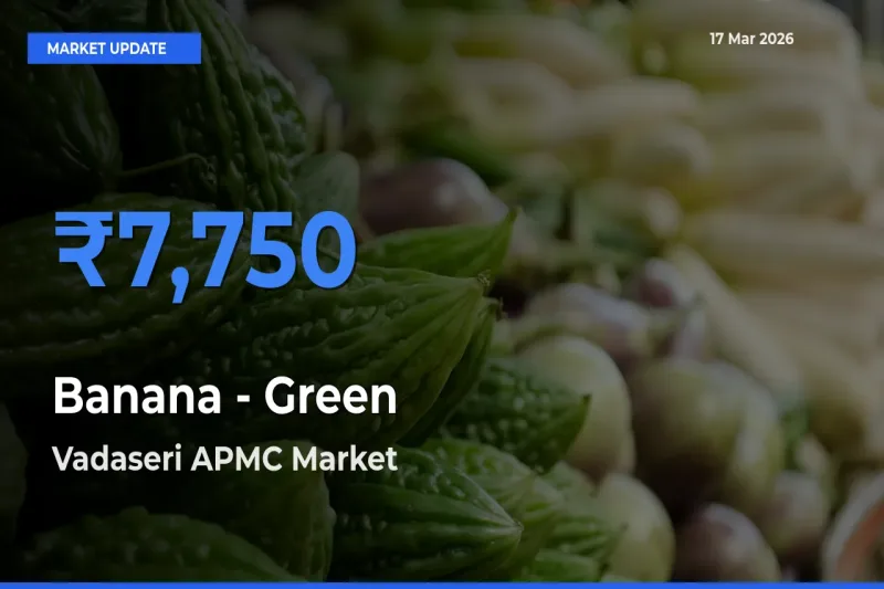 Vadaseri APMC Records Highest ₹7,750 Rate for Banana - Green