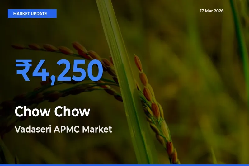 Vadaseri APMC Leads as Top Mandi for Chow Chow Prices