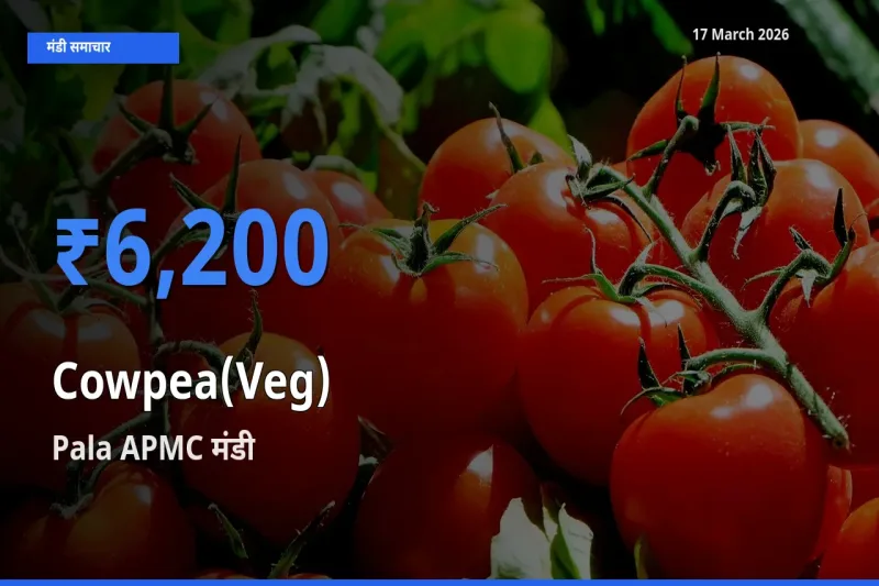 टॉप मंडी बना Pala APMC! लोबिया फली के सबसे ऊँचे दाम यहीं दर्ज