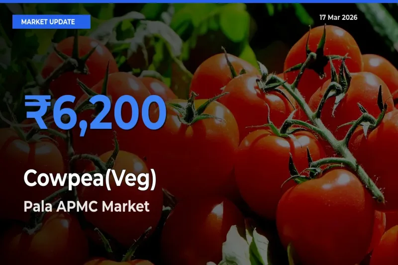 Pala APMC Emerges as Top Mandi for Cowpea(Veg) Prices Today