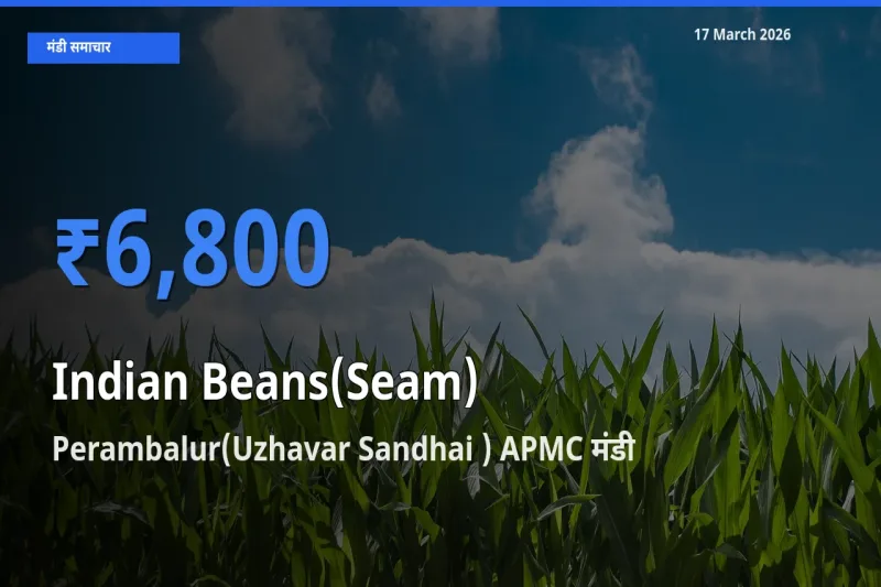 आज सेम (देशी) के सबसे ऊँचे दाम ₹6,800 Perambalur(Uzhavar Sandhai ) APMC मंडी में