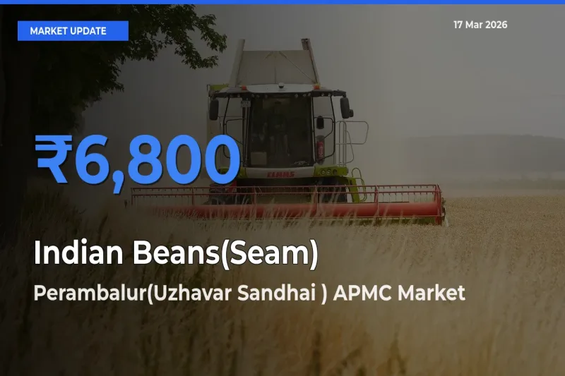 Perambalur(Uzhavar Sandhai ) APMC Offers ₹6,800 – Highest Indian Beans(Seam) Rate Today