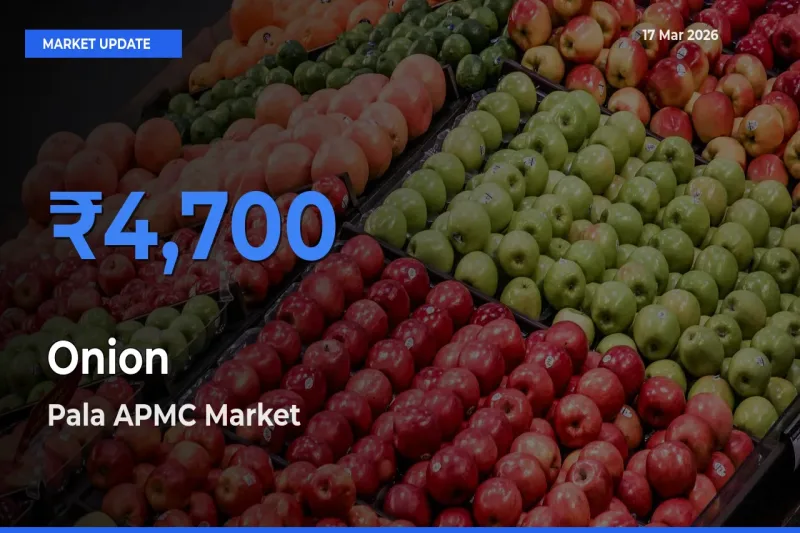 Pala APMC Leads as Top Mandi for Onion Prices