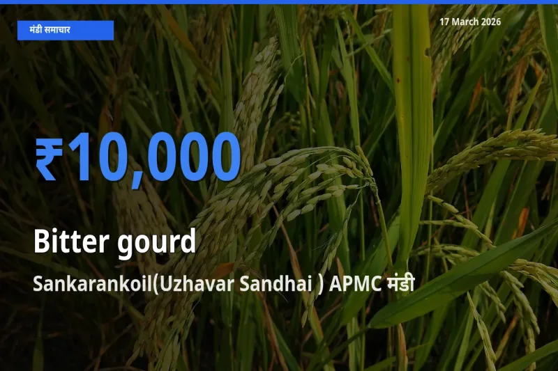 Sankarankoil(Uzhavar Sandhai ) APMC में करेला का आज सबसे ऊँचा भाव