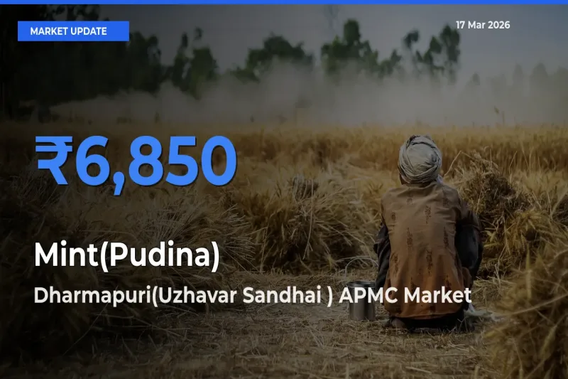 Market Watch: Dharmapuri(Uzhavar Sandhai ) APMC Becomes Top Mandi for Mint(Pudina)