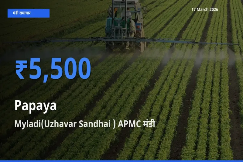 Myladi(Uzhavar Sandhai ) APMC में पपीता का आज सबसे ऊँचा भाव