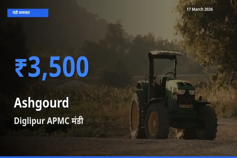 आज पेठा कद्दू के सबसे ऊँचे दाम ₹3,500 Diglipur APMC मंडी में