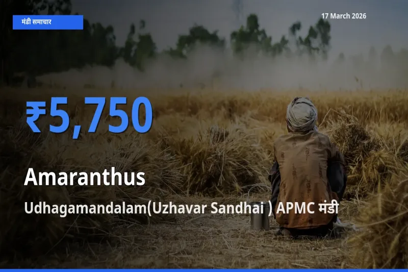 Udhagamandalam(Uzhavar Sandhai ) APMC मंडी में चौलाई ₹5,750 पर पहुँचा – आज का सर्वोच्च भाव