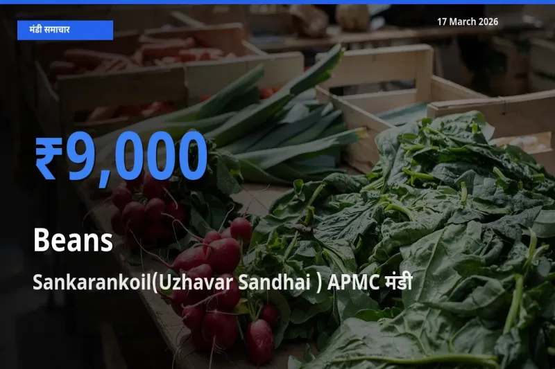 बाज़ार संकेत: Sankarankoil(Uzhavar Sandhai ) APMC बना फलियाँ (सेम) के लिए आज की टॉप मंडी