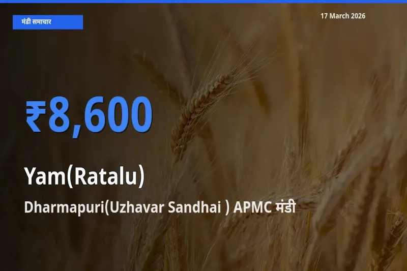 बाज़ार संकेत: Dharmapuri(Uzhavar Sandhai ) APMC बना रतालू (रतलू) के लिए आज की टॉप मंडी