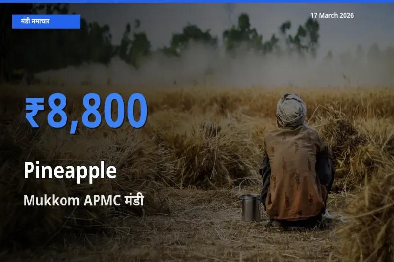 Mukkom APMC में अनानास का आज सबसे ऊँचा भाव