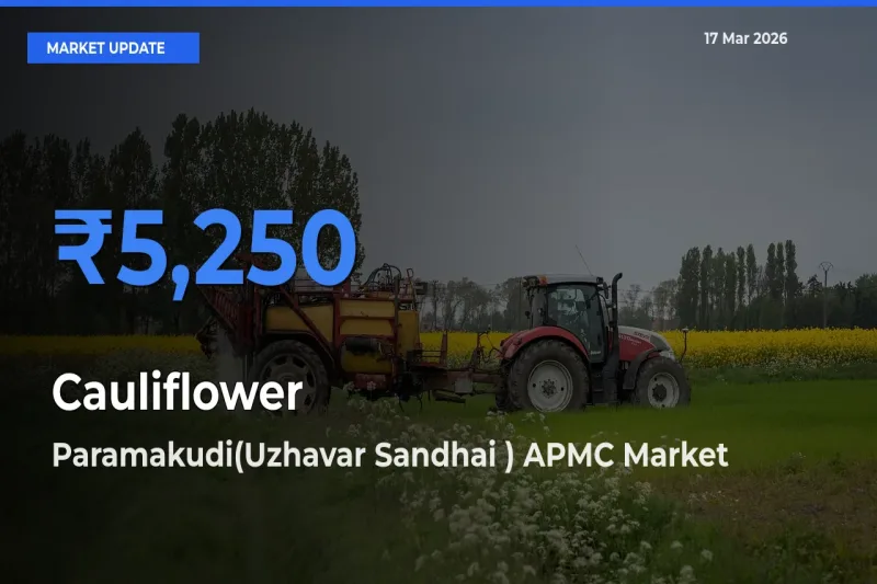 Market Watch: Paramakudi(Uzhavar Sandhai ) APMC Becomes Top Mandi for Cauliflower