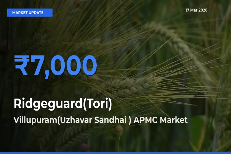 Villupuram(Uzhavar Sandhai ) APMC Leads as Top Mandi for Ridgeguard(Tori) Prices