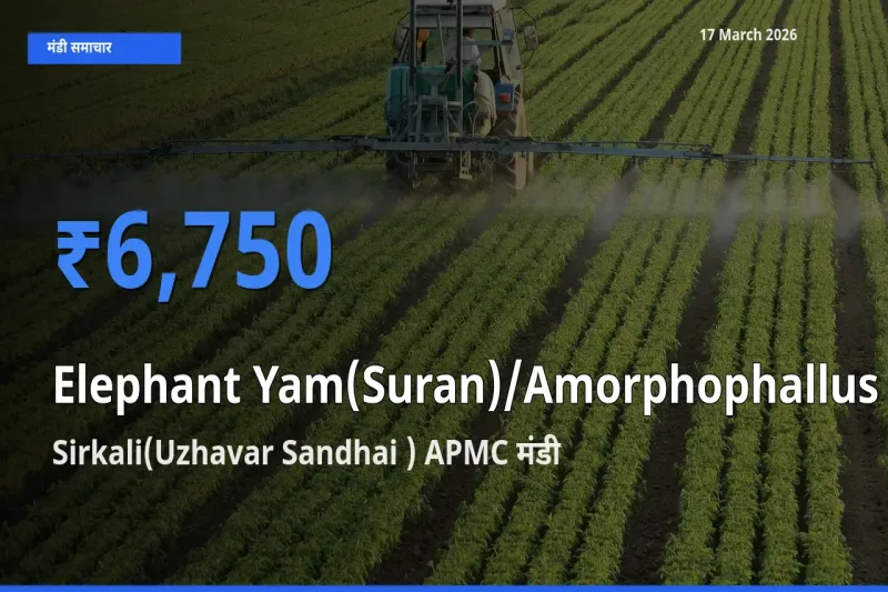 आज का मंडी भाव: जिमीकंद (सूरन) के सबसे ज़्यादा दाम Sirkali(Uzhavar Sandhai ) APMC में
