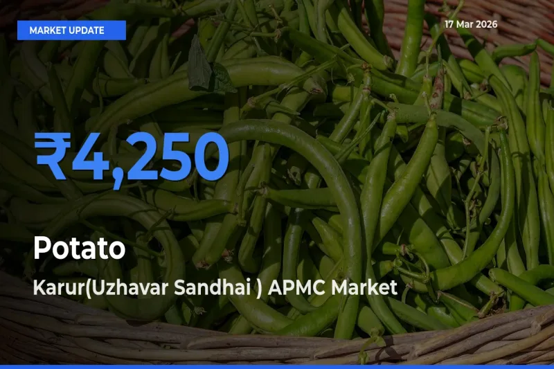Farmers Prefer Karur(Uzhavar Sandhai ) APMC as Potato Hits Highest Rate