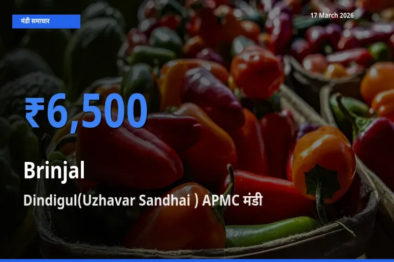 Dindigul(Uzhavar Sandhai ) APMC मंडी में बैंगन ₹6,500 पर पहुँचा – आज का सर्वोच्च भाव