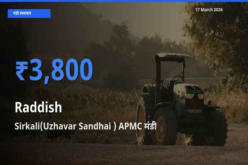 Sirkali(Uzhavar Sandhai ) APMC मंडी में मूली ₹3,800 पर पहुँचा – आज का सर्वोच्च भाव