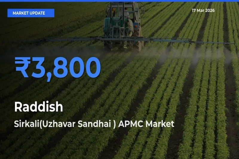 Market Watch: Sirkali(Uzhavar Sandhai ) APMC Becomes Top Mandi for Raddish